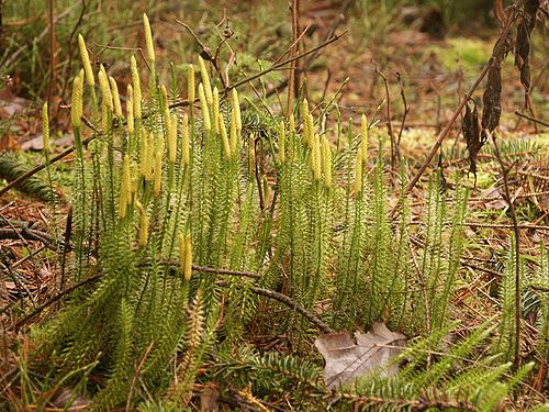 Lycopodium annotinum